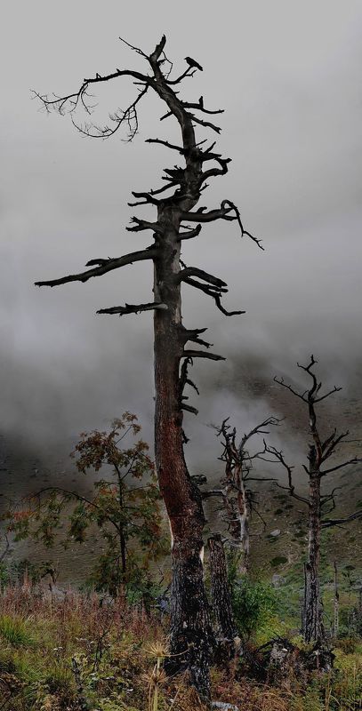 Колдовской лес ущелья Башиль,(из серии) фото превью