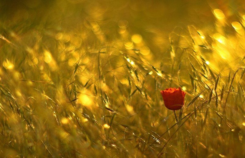 Red & gold фото превью