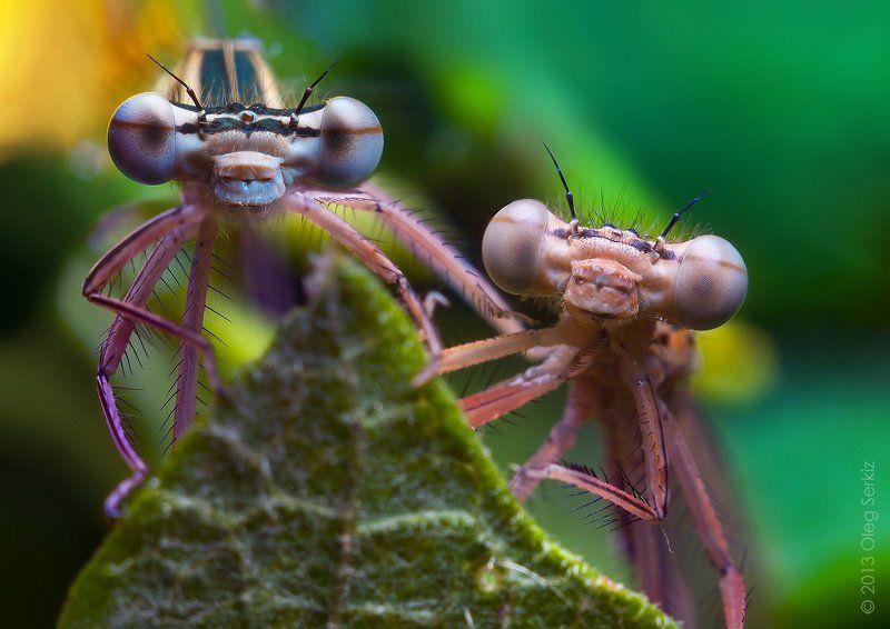 close-up, damselfly, dragonfly, eyes, face, head, macro, nature, serkiz oleg, макро, олег серкиз, стрекоза Шпионы фото превью