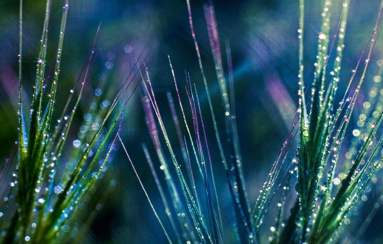 Вода, Капли, Природа, Сорняк, Трава, Наталья Голубева