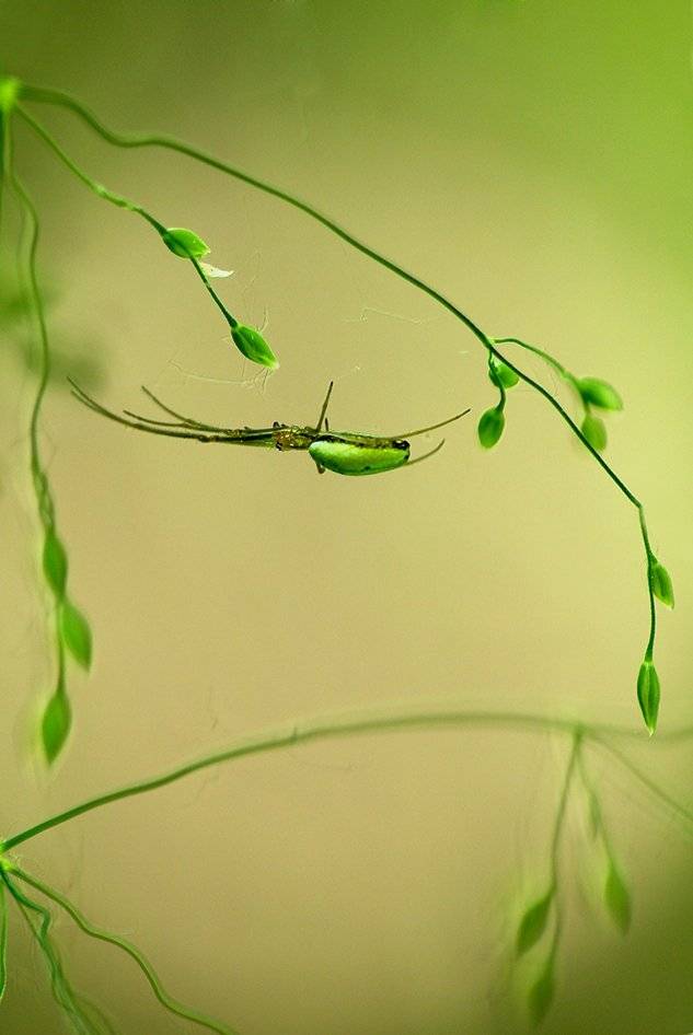 , Иваненко Светлана