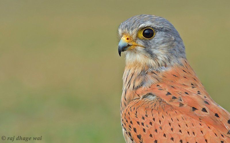 common kestrel male фото превью