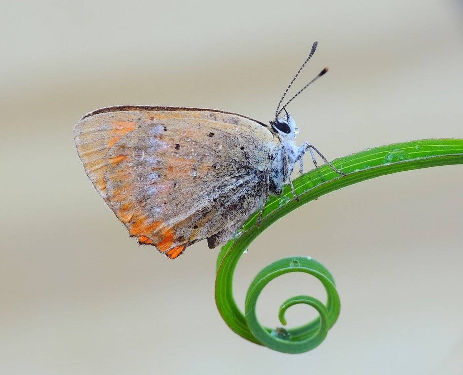 , Zbyszek  Walkiewicz