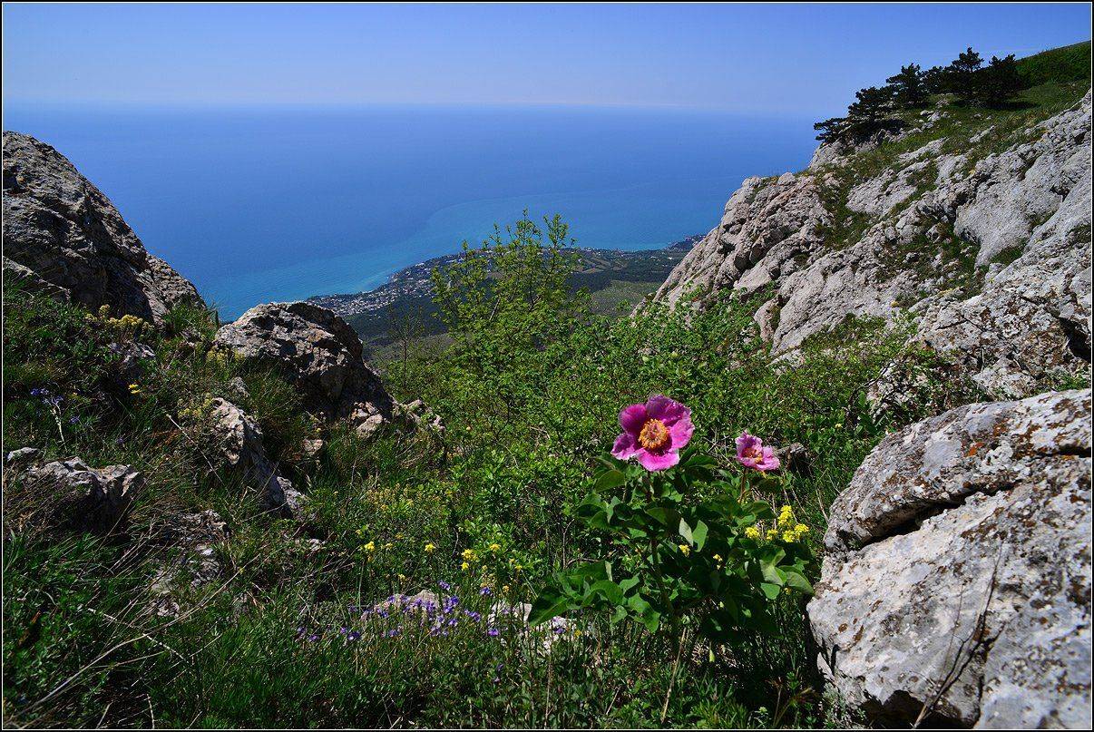 крым, весна, яйла ай-петринская, пионы, АНАТОЛИЙ ДОВЫДЕНКО