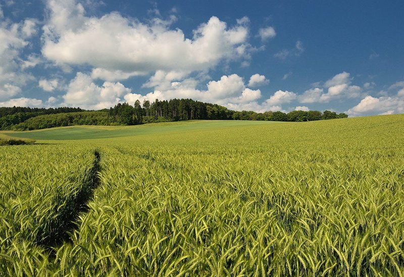 Майское поле фото превью