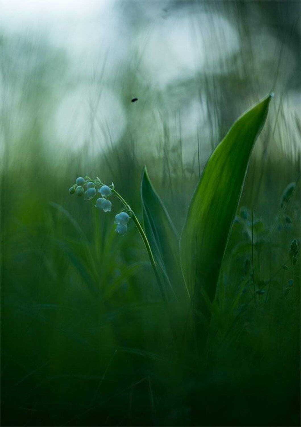 , Геннадий Мещеряков