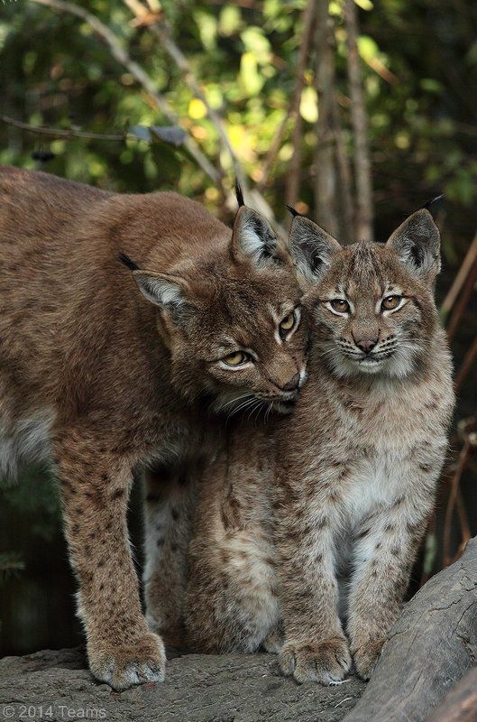 Берегите детей! фото превью