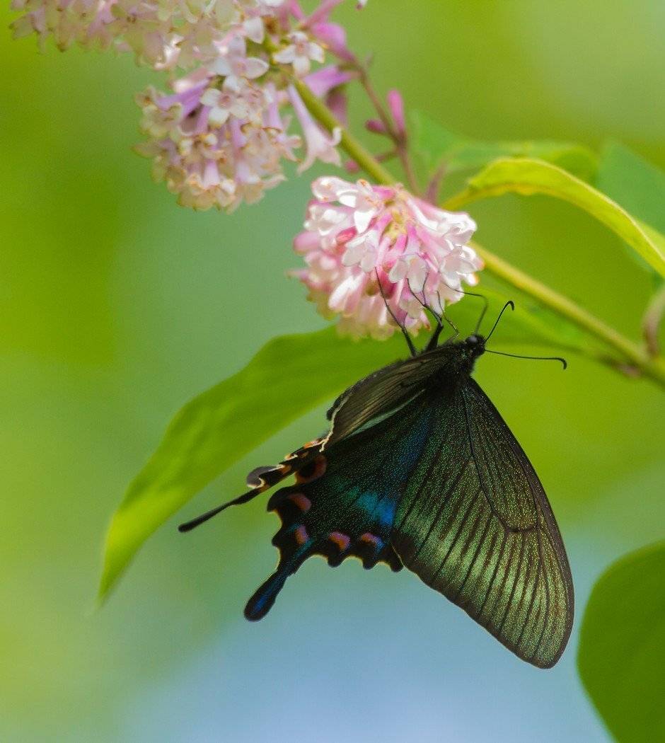 , Евгений Слободской
