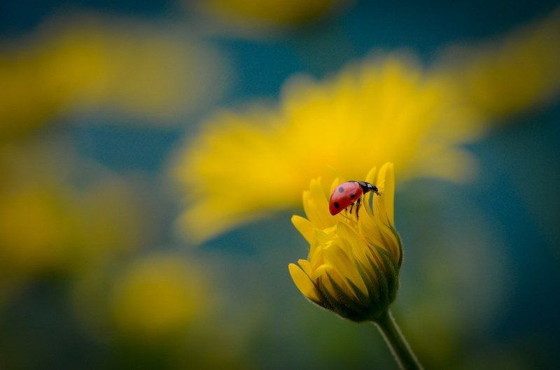 Два солнышка фото превью