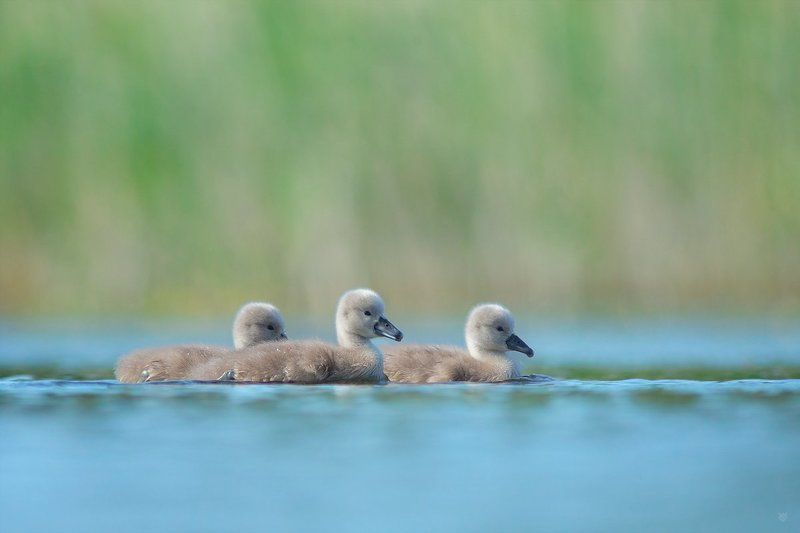 Chlidren фото превью
