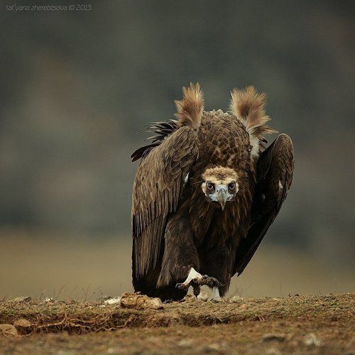 Черный гриф