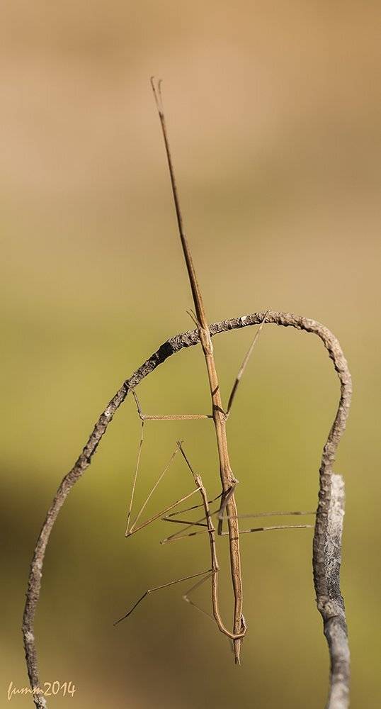 , Игорь ФУММ