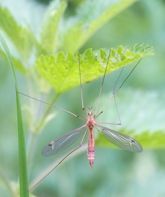fuji x-pro1, leica macro-elmarit 60/2.8, комар долгоножка *** фото превью