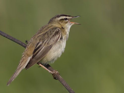 Камышевка-барсучок — Acrocephalus shoenobaenus.