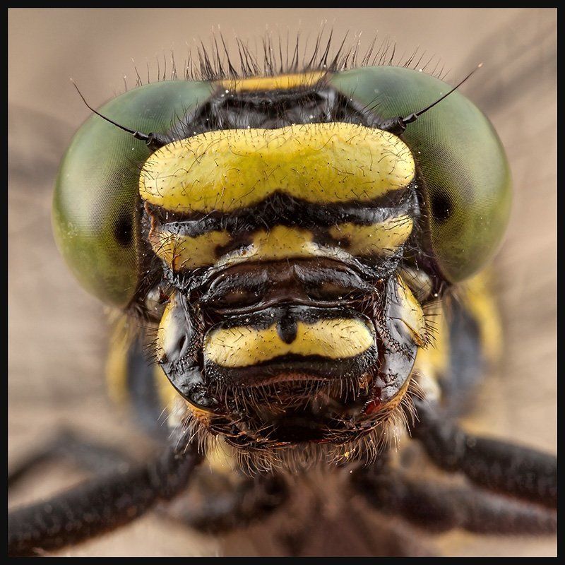 Дедка, Макро, Речника, Стрекоза Чужой фото превью