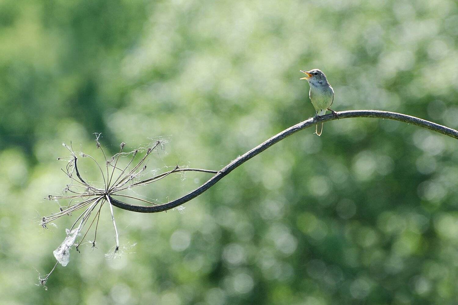 песня, птица, соловей, Михаил Агеев