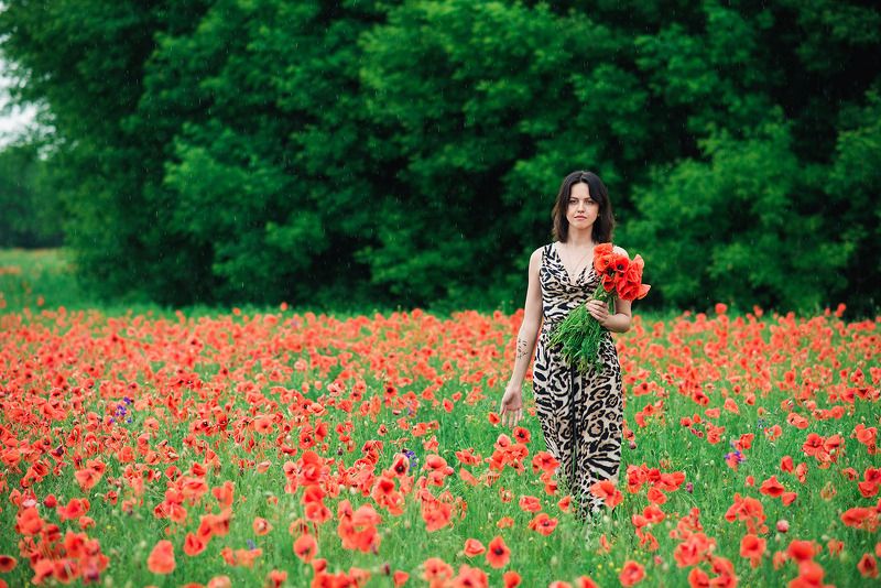 дождевые маки фото превью