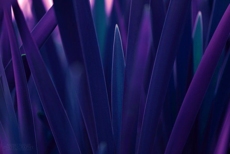 Cane фото превью