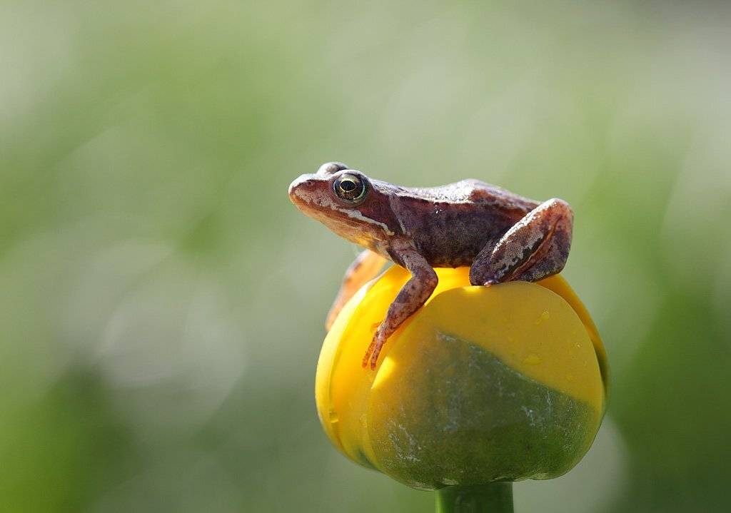, Сергей Таланов