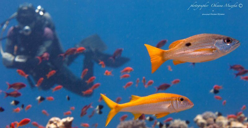 Подводный мир. фото превью