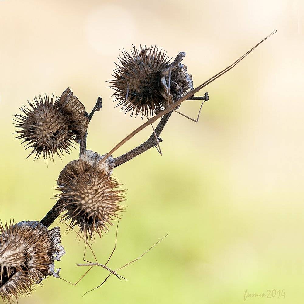 , Игорь ФУММ