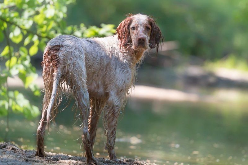 английский сеттер, летние прогулки с собакой, саров, собака в движении, фото Прогулки по воде фото превью