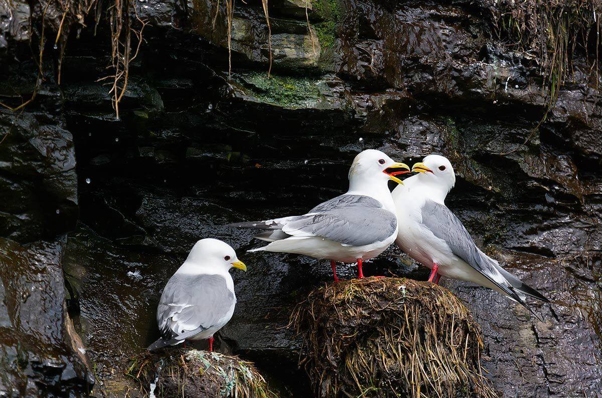 моевки, чайки, птичий базар, Дмитрий Уткин
