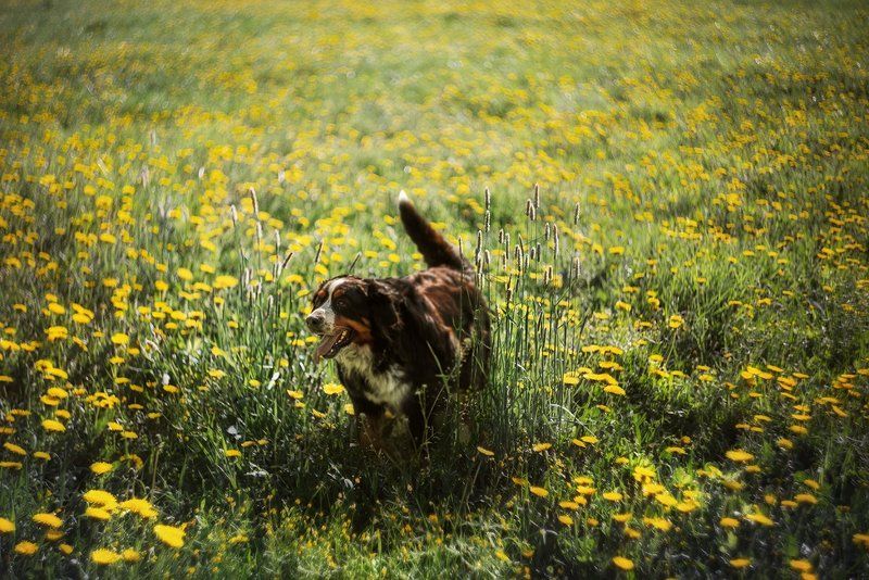 собачья радость фото превью