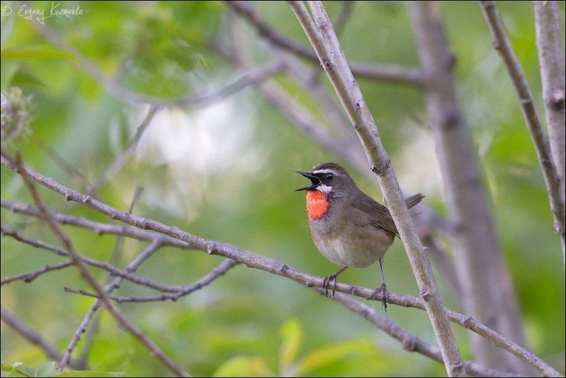 Сахалин, Соловей-красношейка Соловей-красношейка фото превью