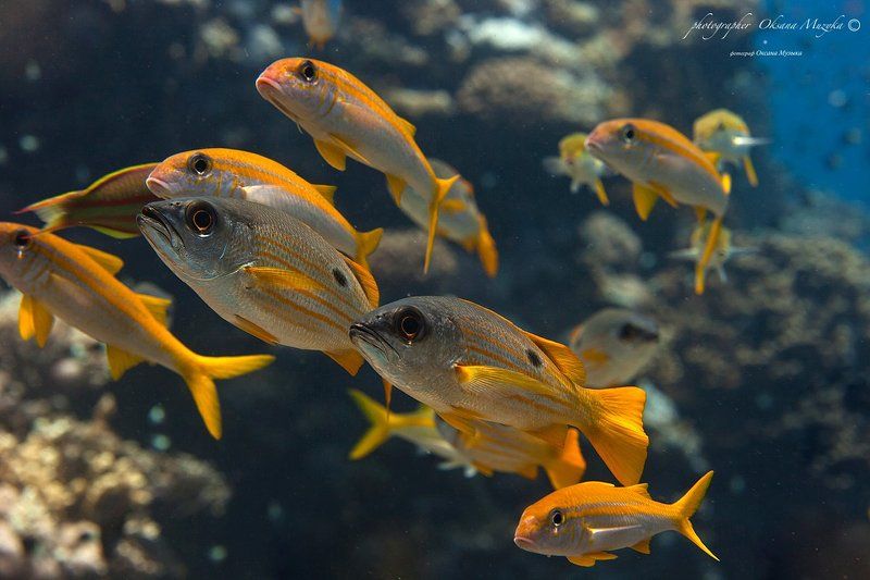 Подводный мир 2 фото превью