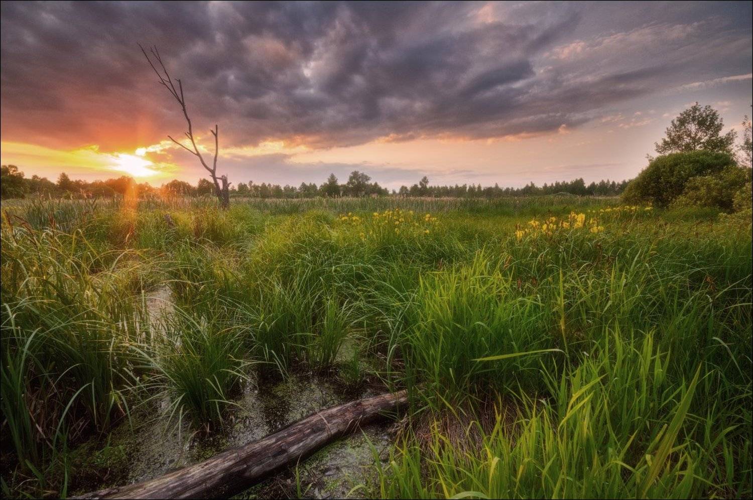 Болото, Закат, Подмосковье, Солнце, Иван Мухин