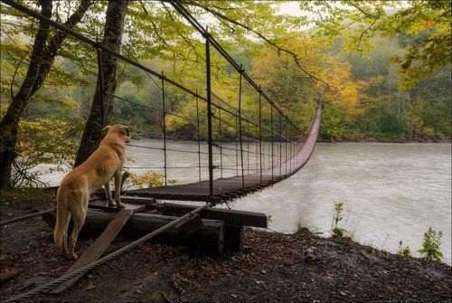 / Дорога домой .. /
