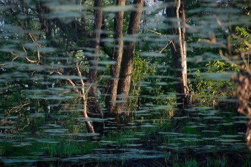 Pro весенние миражи