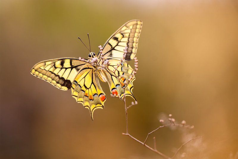 100mm l is f2.8, Aranjuez, Butterflies, Canon 5DMKII, Canon 600ex rt, El Regajal, Lepidoptera, Macro lens, Mariposas, Spain Butterflies of 2014 II фото превью