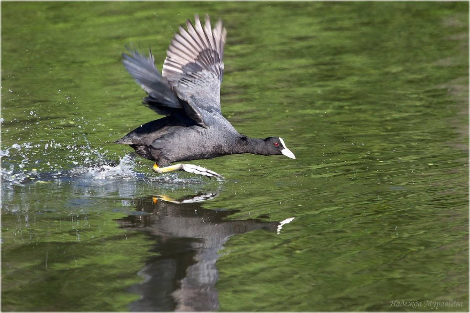 Fulica atra, Лысуха, Надежда Муравьёва