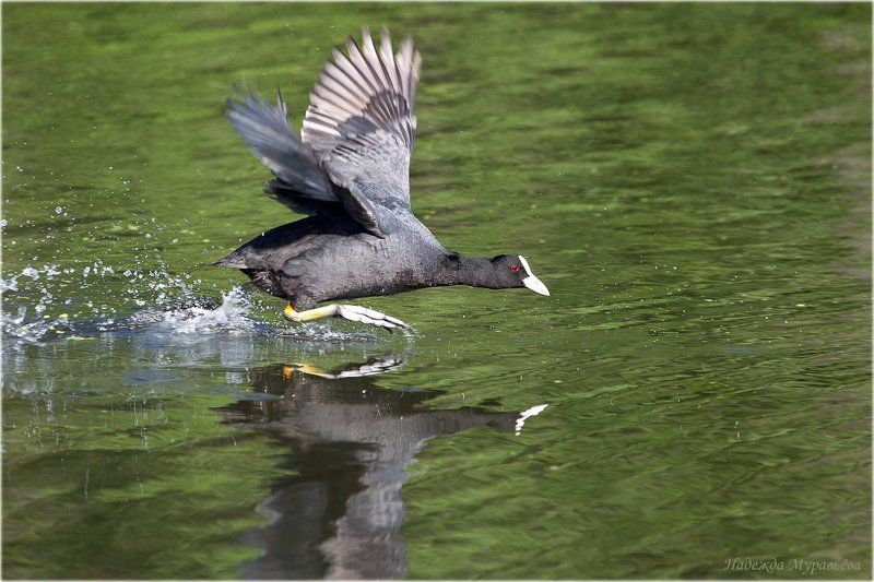 Fulica atra, Лысуха Бег на короткие дистанции фото превью