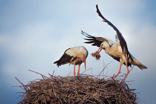 The stork's nest