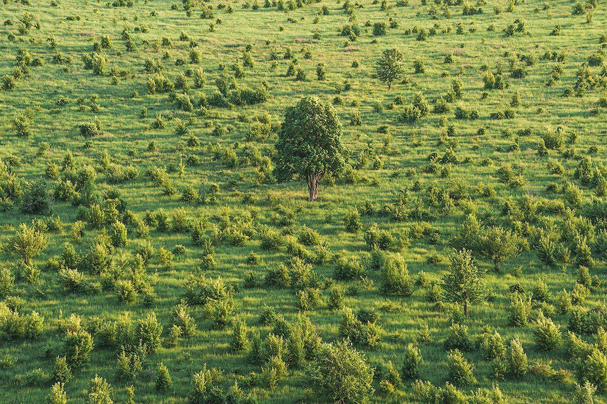 , Олег Логунов