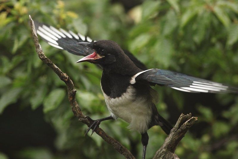 сороки фото превью