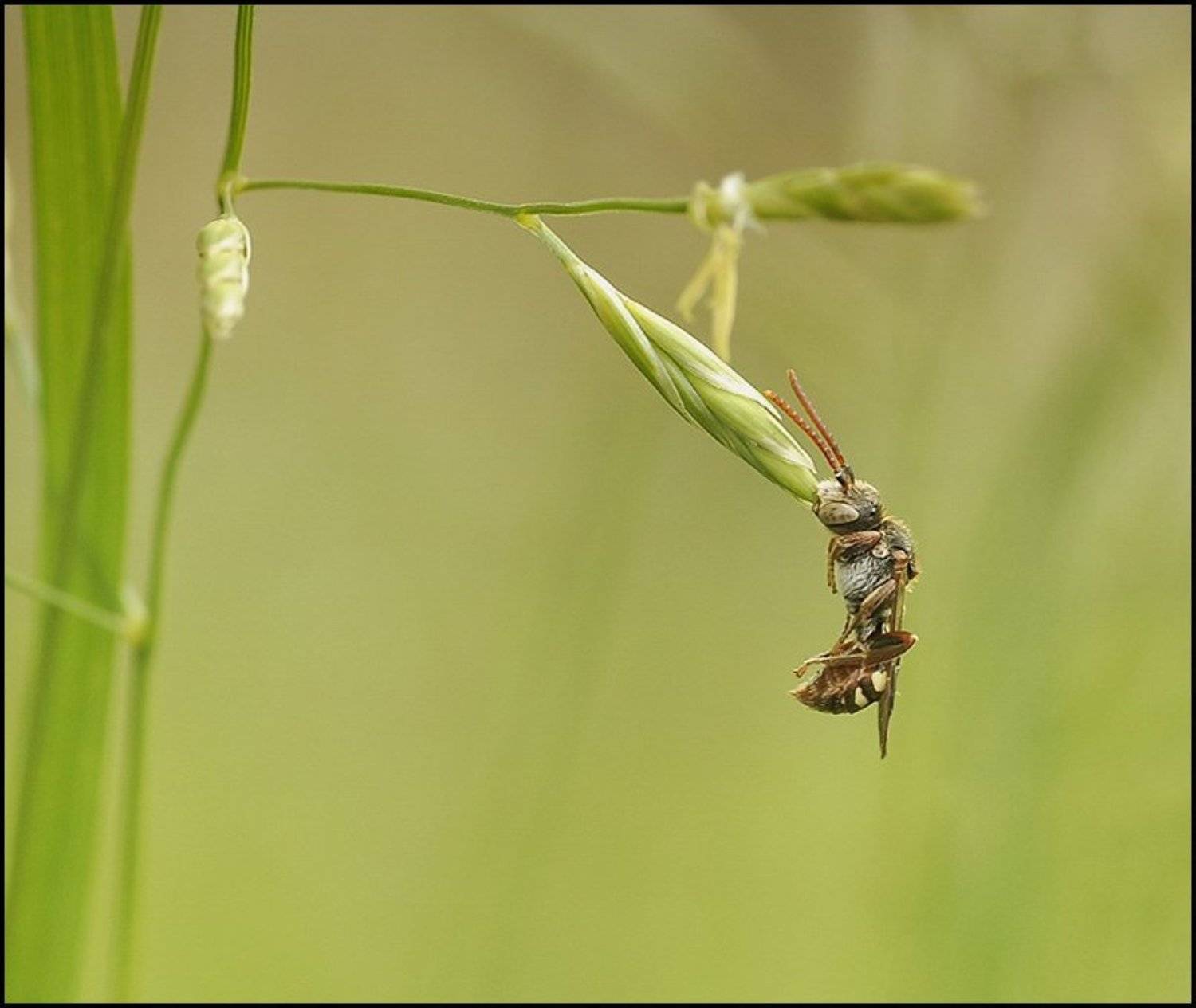 , Андрей Осокин