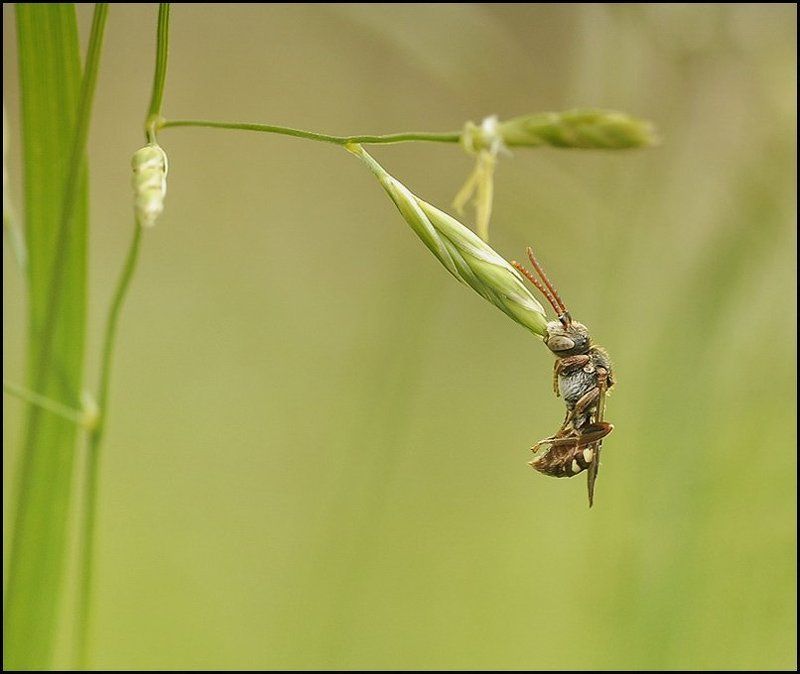 Прищепка... фото превью