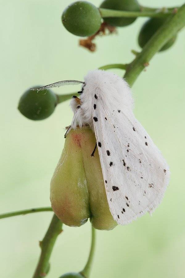 , Сергей Таланов