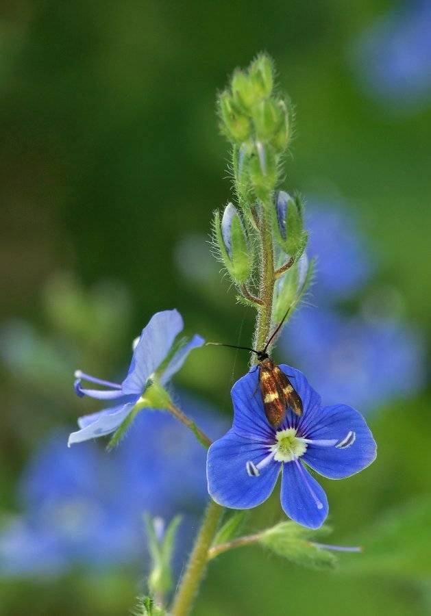 , Чепленко Алексей
