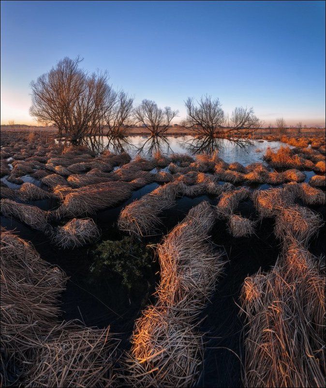 Кочки, Подмосковье, Пруд Затонувшие кочки фото превью