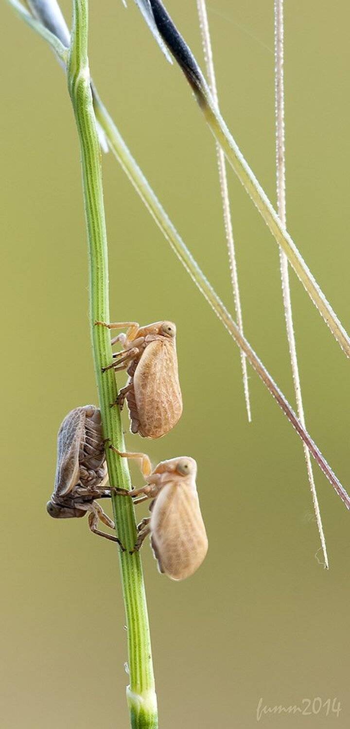 , Игорь ФУММ