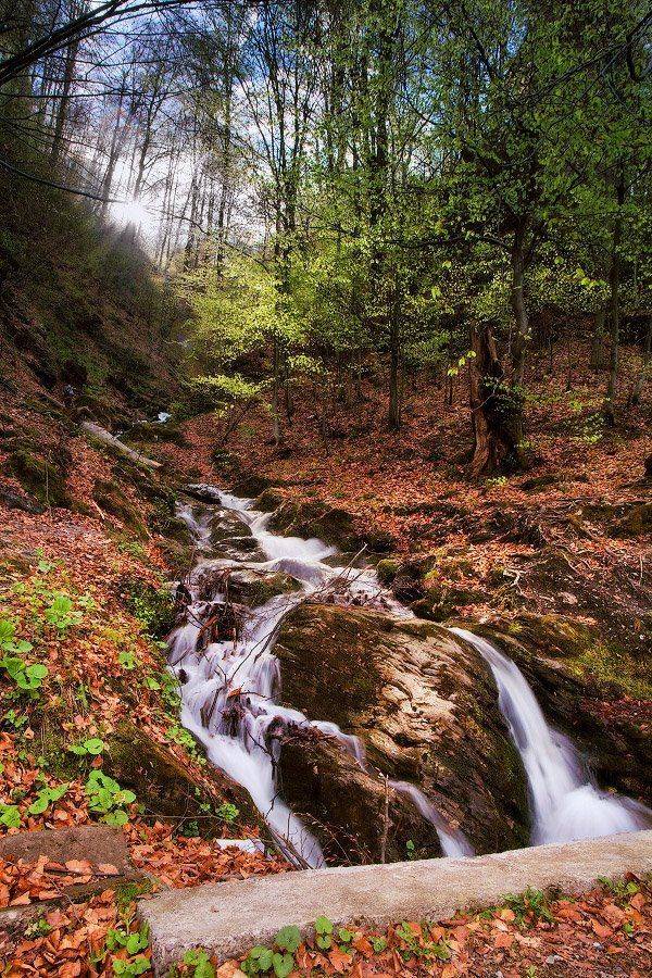 , Вейзе Максим