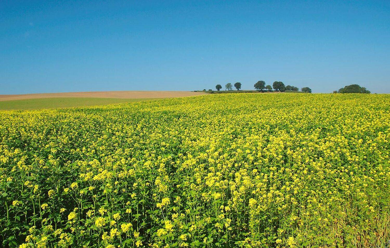 , Борис Алабугин