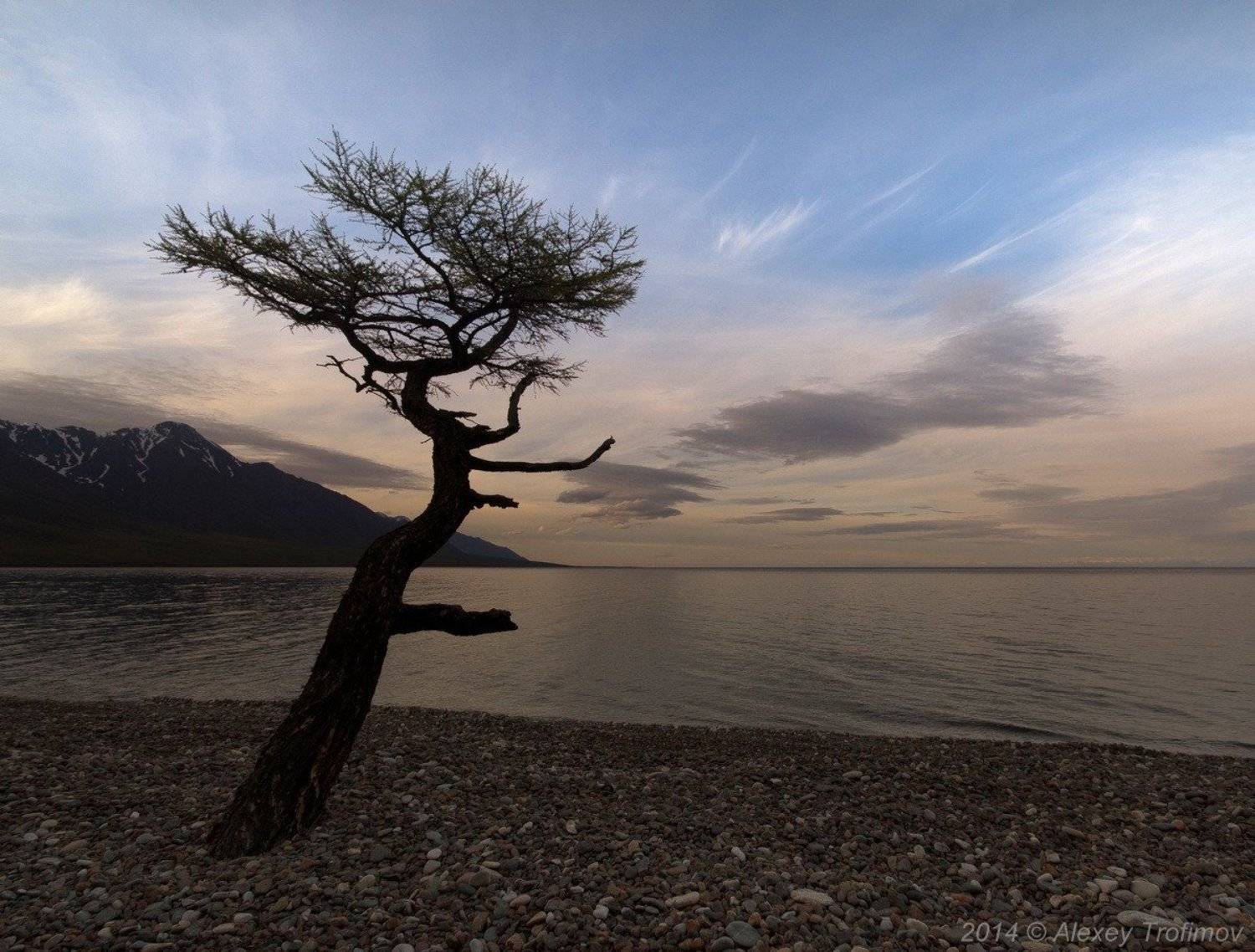 , Алексей Трофимов