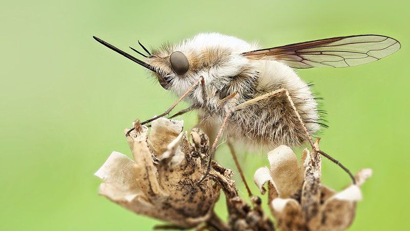 Bee fly фото превью