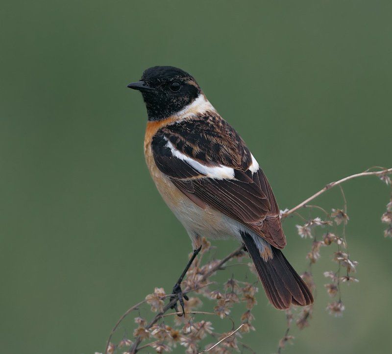 Birds, Saxicola rubetra, Птицы, Серия, Чекан *** фото превью